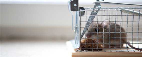 老鼠的繁殖速度有多快 老鼠的繁殖速度有多快?
