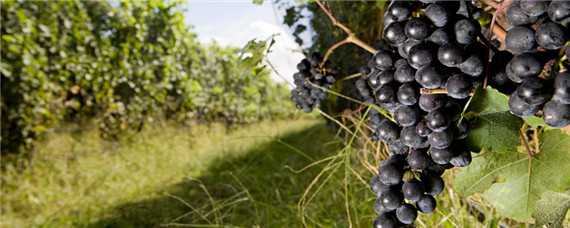 葡萄的生长环境和特点 葡萄的生长环境和特点是什么