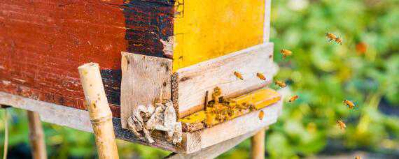 怎么分蜂如何操作 怎样自然分蜂