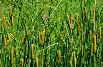 香蒲