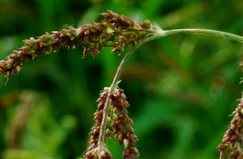 稗草（稗草图片）