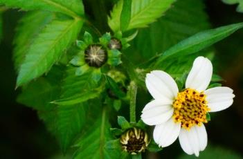 白花鬼针草 白花鬼针草功效与作用和吃法