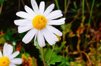小山菊 小山菊花可以泡水喝吗
