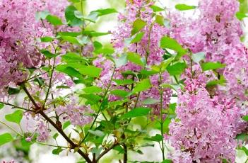 丁香花的栽培方法 丁香花的栽培方法和技巧