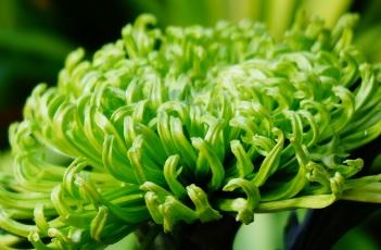 菊科 菊科植物的特征