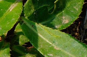 重锯齿缘 重锯齿状叶缘