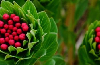 狼毒 狼毒的功效与作用