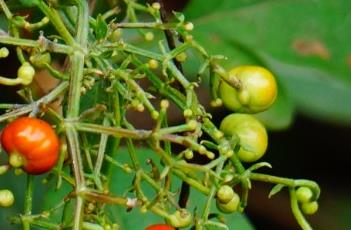 茜草 茜草图片大全