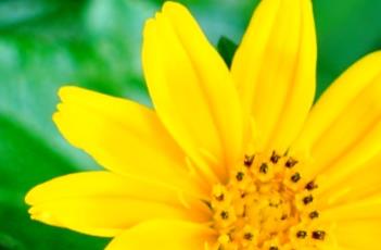 蟛蜞菊（蟛蜞菊的图片）