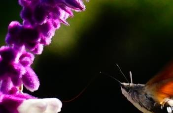 蜂鸟鹰蛾 蜂鸟鹰蛾图片