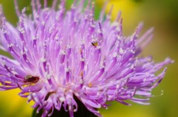 刺儿菜（刺儿菜的功效与作用及禁忌）