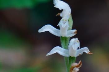 斑叶兰（斑叶兰图片）