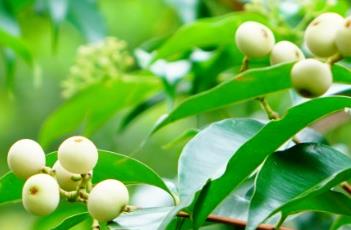 肖蒲桃（肖蒲桃果可以食用么）