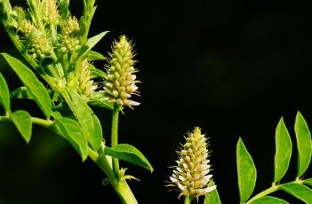 刺果甘草