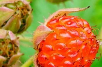 茅莓（茅莓根的功效与作用）