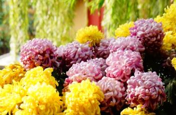 菊科 菊科