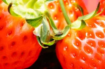 草莓苗期管理技术 草莓苗期管理技术措施