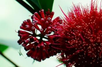 威尔逊蒲桃（威尔逊蒲桃花图片）