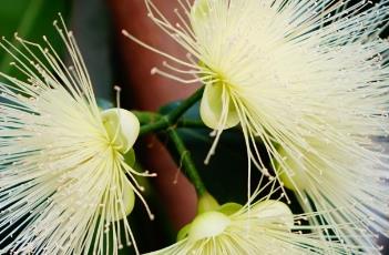 蒲桃（葡萄果实图片）