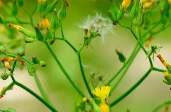 黄鹌菜