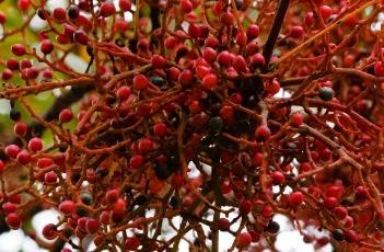 漆树科（槭树科）