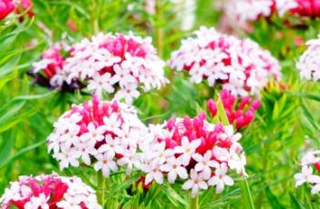 狼毒（狼毒膏治疗什么皮肤病）