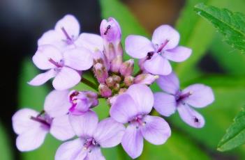 紫花碎米荠（紫花碎米荠泡水）