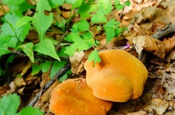 牛肝菌（牛肝菌炖鸡）