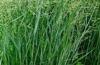 柳枝稷（柳枝稷又叫什么）