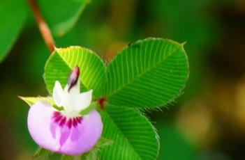鸡眼草（鸡眼草图片）