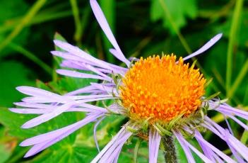 狭苞紫菀（狭苞紫菀怎么读）