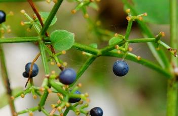 东南茜草（东南茜草果实）