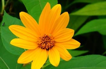 菊芋 菊芋