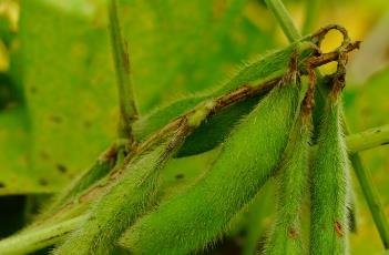 豆科 豆科植物有哪些?