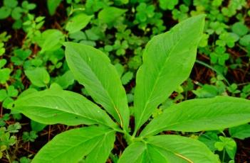 虎掌 虎掌菌的价格一斤多少钱