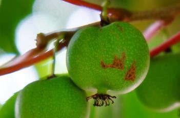 猕猴桃科 猕猴桃种植条件与气候