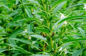 芝麻种植技术