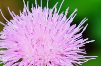 刺儿菜（刺儿菜的功效与作用）