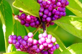 白棠子树（白棠子树的功效和作用）