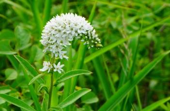 虎尾草（风尾草）