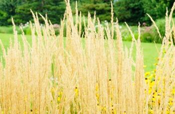 卡尔拂子茅 卡尔拂子茅株高