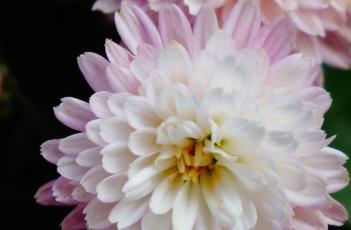 菊科 菊科