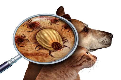 蜱虫叮咬高发期！在狗身上怎么处理 蜱虫叮咬高发期!在狗身上怎么处理它