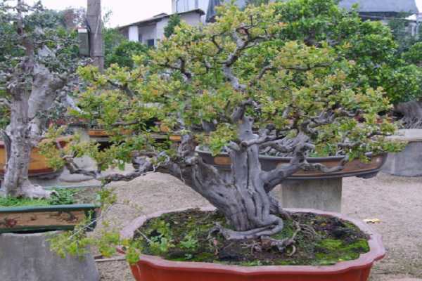 雀梅下山桩怎么养，有哪些注意事项（雀梅下山桩的养殖方法和注意事项）