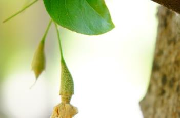 秤锤树