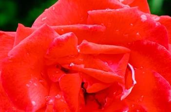 卡玛拉（卡玛拉狼孩）