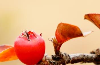 平枝栒子（平枝栒子图片）