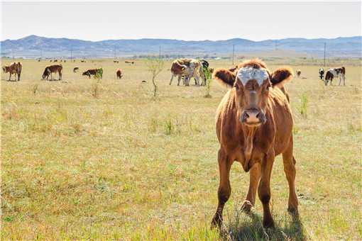2021年农村创业养牛怎么样 2021年农村创业养牛怎么样呢