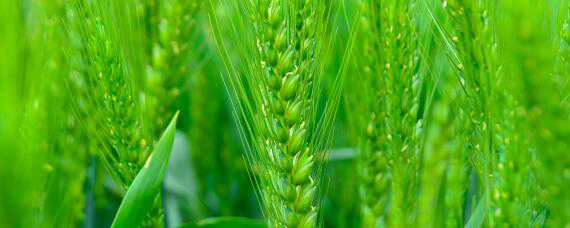 小麦除草剂3月上旬还能打吗 今年小麦除草剂什么时候打