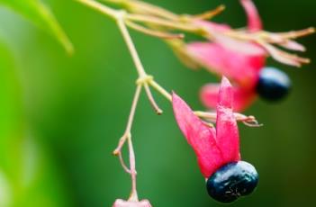海州常山 海州常山有毒吗